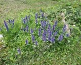 Churchyard Flowers