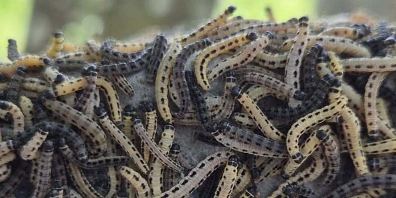 Tent Moths